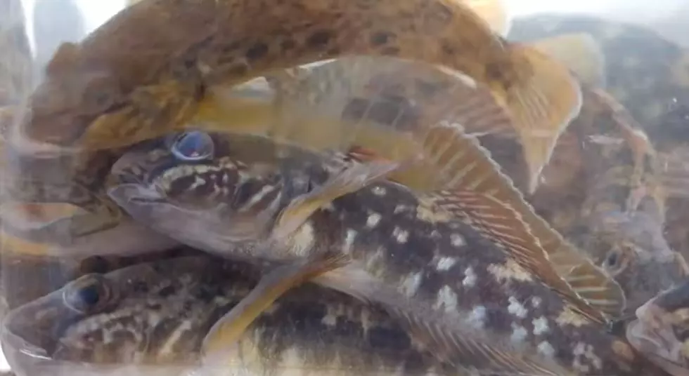 YouTube.com-Badgerland Fishes