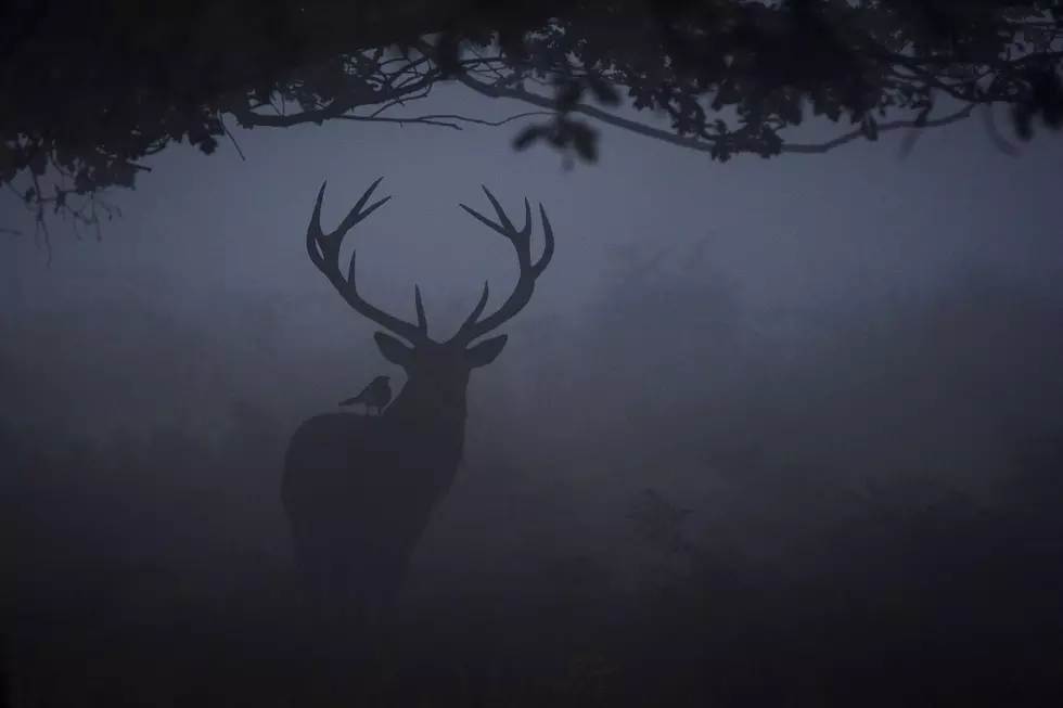Watch Out for Deer: The Most Dangerous Time for New York Drivers Is Here