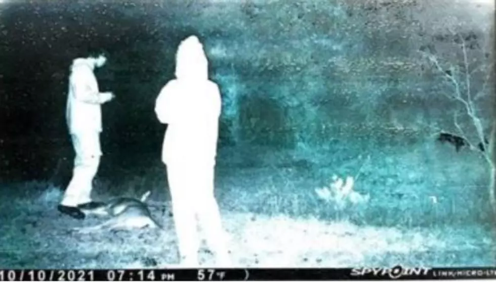 What’s the New York Penalty for Illegally Baiting and Taking Big Game?