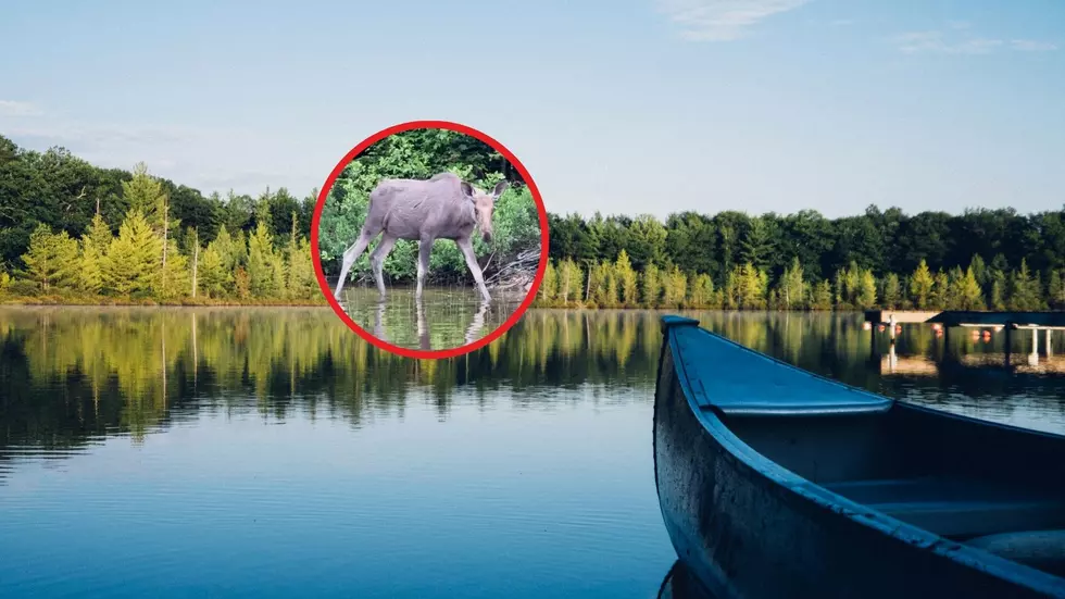 Watch This Video of An Incredible Moose Encounter In the Adirondacks