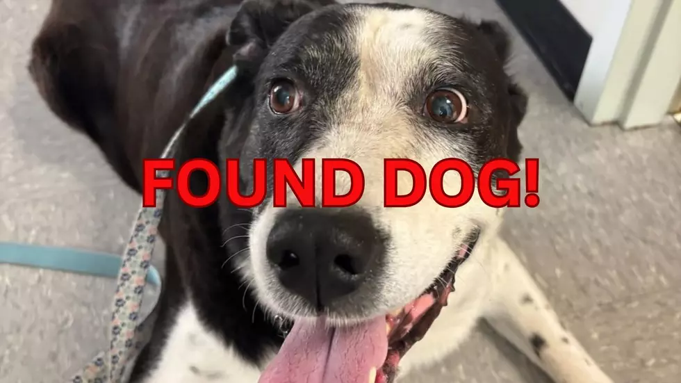 Is This Your Missing Pet? Found Dog in Clifton Park Awaits Its Family